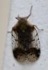 Cixius sp.
